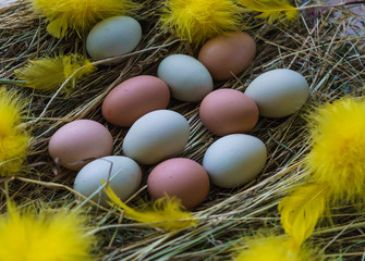 Fresh, natural village chicken eggs on a litter of hay, with yellow feathers.