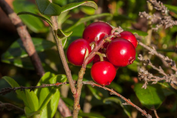 Gemeine Bärentraube im Wurzacher Ried