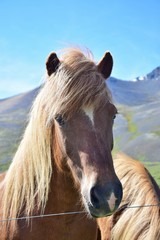 Icelandic horse - flaxen chestnut