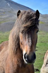 Icelandic horse - bay