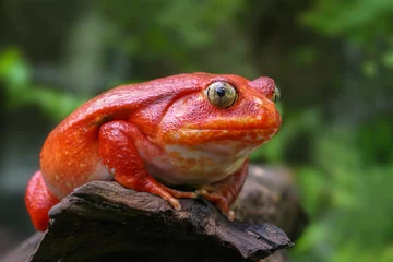 Deurstickers Beautiful big frog with red skin like a tomato, female Tomato frog from Madagascar in green natural background, selective focus © Krisda