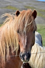 Obraz premium Icelandic horse - flaxen chestnut