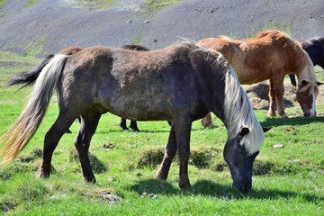 Icelandic horse in the northwest of Iceland, grazing