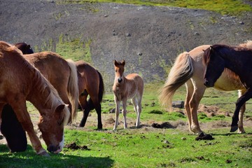 Icelandic horses -  foal in a herd at lake Svinavatn in the northwest of Iceland