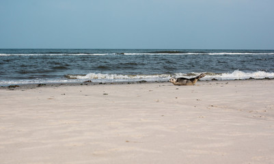Seal