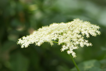 Elder, green fox in a botanical garden, white flowers on a bush, flowering elder, healing diligence, health, white small flowers on a green background, copy space, spring garden