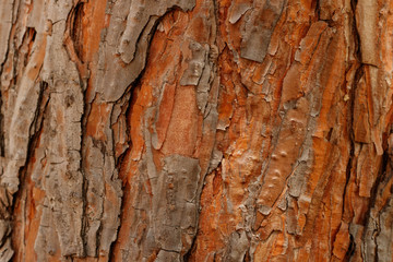 Tree bark texture, background