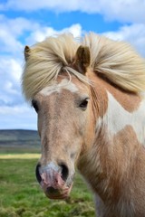 Obraz premium Icelandic horse - piebald