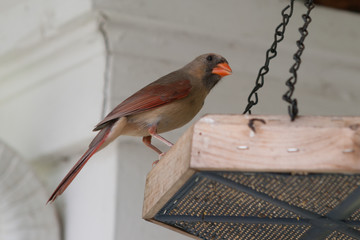 Female Cardinal on a birdfeeder