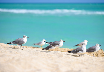 Seagulls sitting on the beautiful beach. Azure color of sea.