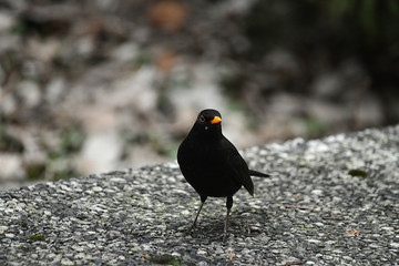 Amsel