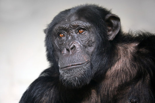 Male Chimpanzee portrait