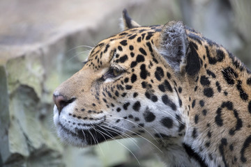 Fototapeta na wymiar Jaguar close-up portrait