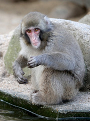 Young Japanese macaque
