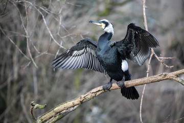 Great Cormorant