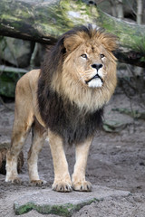 Obraz na płótnie Canvas Male lion portrait