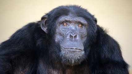 Male Chimpanzee portrait