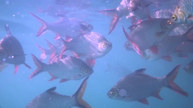 Nile tilapia in pond (Oreochromis niloticus) in Ratchaprapha Dam at Khao Sok National Park, Surat Thani Province, Thailand - coloured video