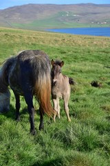 Icelandic foal in icelandic scenery