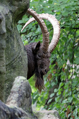 Alpine ibex