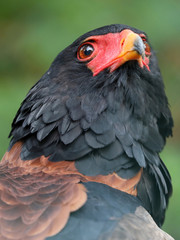 Bateleur close-up portrait