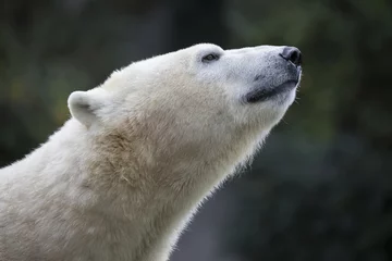 Velvet curtains Icebear Polar bear close-up