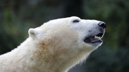 Naklejka na ściany i meble Polar bear close-up