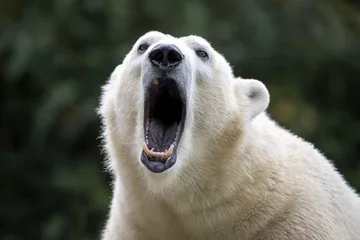 Printed kitchen splashbacks Icebear Polar bear close-up