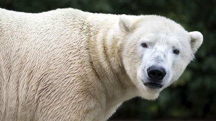 Gros plan sur l& 39 ours polaire