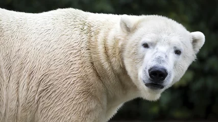 Crédence de cuisine en verre imprimé Ours polaire Gros plan sur l& 39 ours polaire