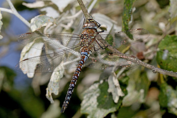 Dragonfly close up
