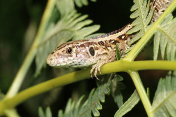 Sand lizard close-up