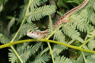 Sand lizard close-up
