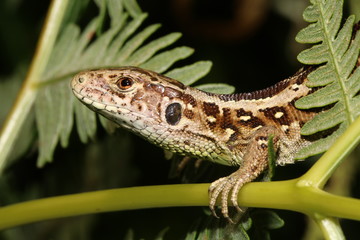 Sand lizard close-up