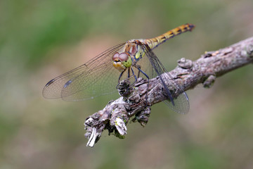 SYMPETRUM SANGUINEUM close-up