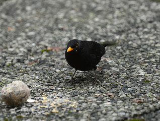 Amsel