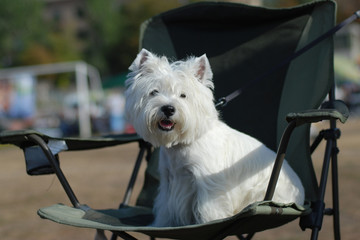 На стульчике- удобно сидеть