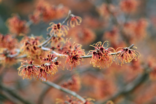 hybrid witch hazel