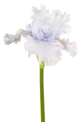 Naklejka na ściany i meble iris flower isolated