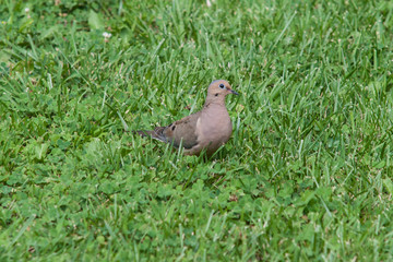 Mourning Dove in Grass