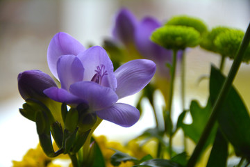 The background with a flower