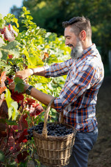 Vineyard Harvest