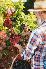 Vineyard Harvest