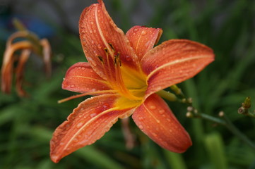 Fototapeta premium Pomarańczowy kwiat