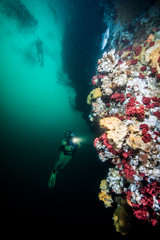 Scuba diving in British Columbia, Canada
