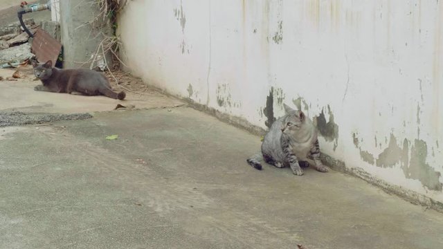 Homeless cats in street of Pattaya