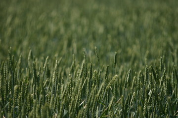 Field of wheat close up background