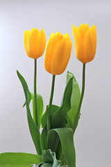 bouquet of fine tulips