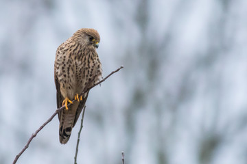 Falcon / Falco tinnunculus