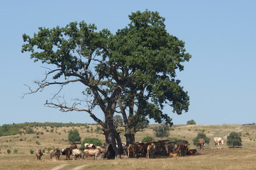 Rumunia, Maramuresz - bydło na pastwisku chowające się w cieniu pod drzewem